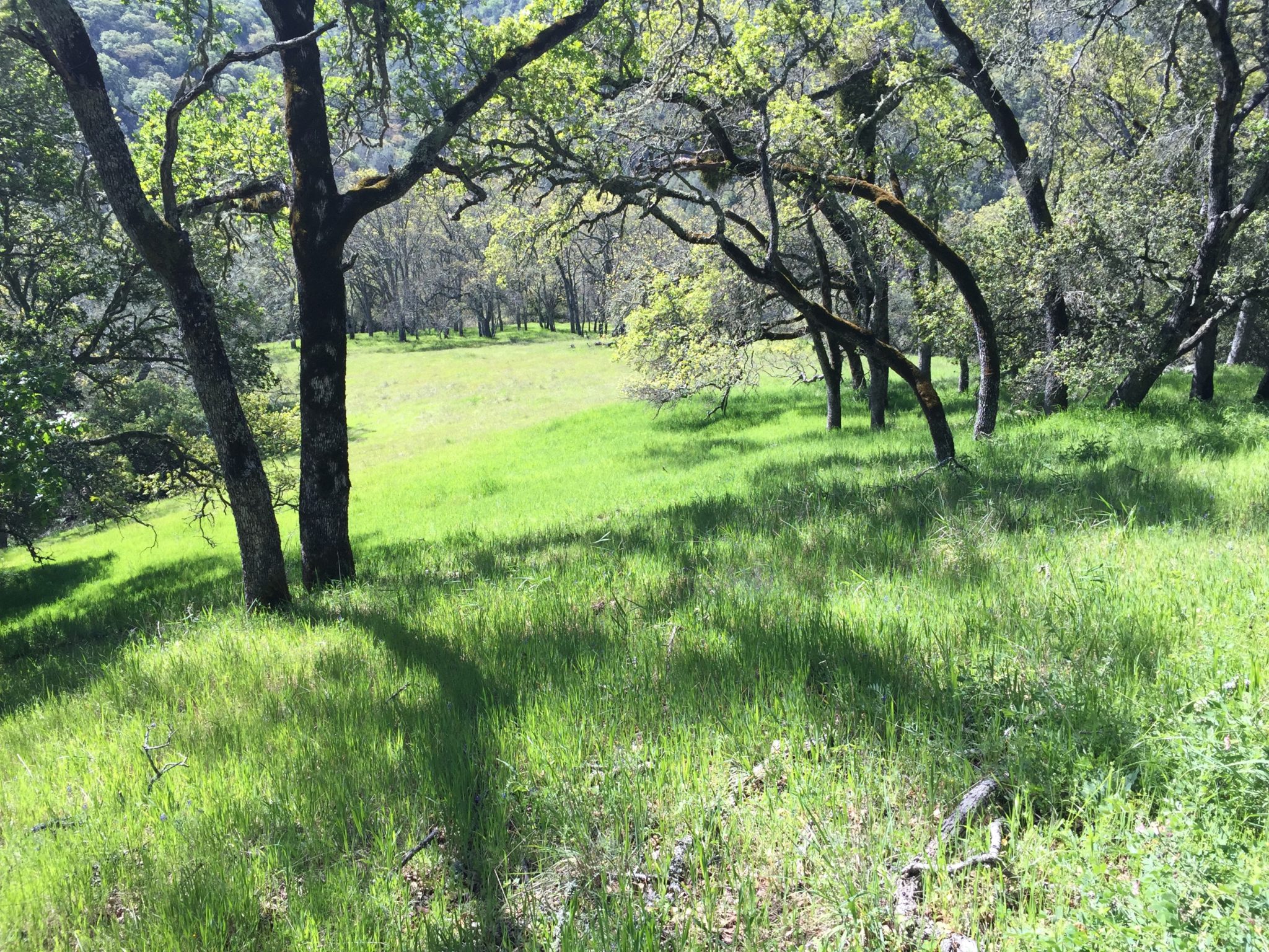 Pilot Hill